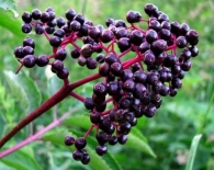Kara mürver/black elderberry