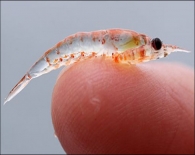 Krill oil