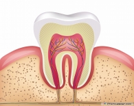 Normal diş gelişimi