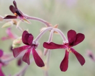 Pelargonium sidoides / Güney Afrika sardunyası